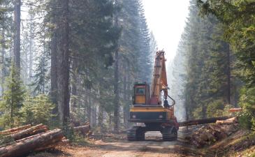 AdobeStock_Logging.jpeg Logging/Forestry